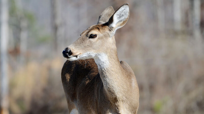 Oakland County Tops List Of Most Deer Car Crashes In Michigan