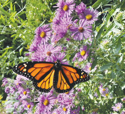  A monarch butterfly lands on a New England aster. 