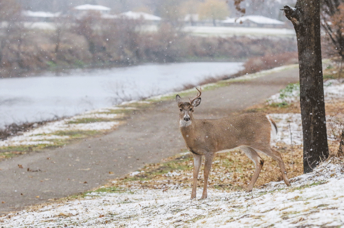  A deer is spotted along the new Red Run Drain trail, which runs behind Freedom Hill County Park in Sterling Heights. 