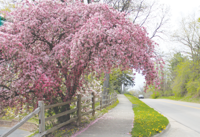  Township officials want to know the most important things residents think Bloomfield Township should prioritize in the next strategic plan. One of the options in an online survey is maintenance of sidewalks. 