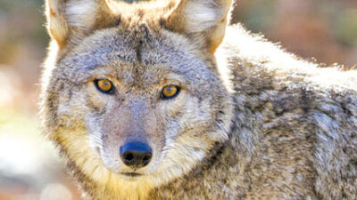  Coyotes: A nuisance or necessary neighbors? 
