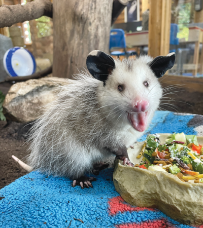  The Burgess-Shadbush Nature Center has recently welcomed a new rescued opossum, which the community named “Murray.” Murray came to the center after the passing of Lily, the nature center’s much-loved blind opossum. Unlike Lily, who had non-functioning eyes, Murray was born without eyes. 