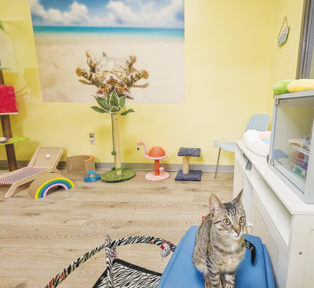  A kitten room is one  of the features of the Avocato Catfé  and Adoption Center. 