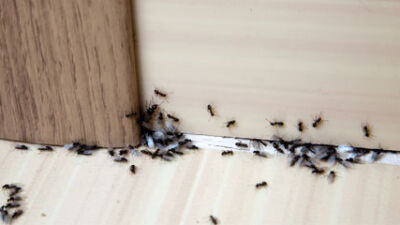  Sorry to bug you: Pests make appearance in summer months 