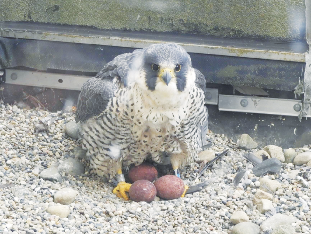  Brookie Cookie, the mother peregrine falcon of the Old Macomb County Building nest, incubates eggs. Brookie Cookie was hatched at the University  of Michigan in 2019 and has a black/blue  band with code 52/K.  