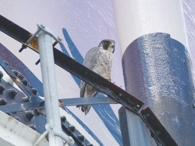  A peregrine falcon sits on a railing at the Detroit Zoo water tower. The tower has supported nests over the years with some disruptions caused by maintenance.  