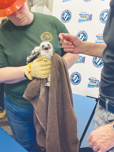  Danielle Durham, DNR peregrine falcon nest coordinator, holds peregrine falcon chick Gabe during his banding. Gabe hatched in May 2024 as one of four eggs under Brookie Cookie’s watch at the Old Macomb County Building in Mount Clemens. 