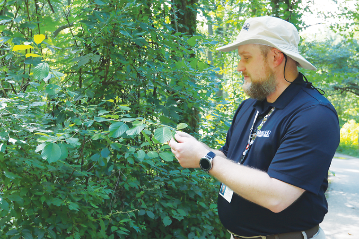  Benjamin Prowse, a naturalist with the Red Oaks Nature Center, examines the leaves of the honeysuckle plant, one of the invasive species at Suarez Friendship Woods. County staff members have been working on controlling invasive species that have spread across the Red Oaks Nature Preserve.  