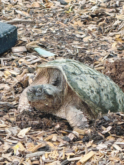   A mother snapping turtle was discovered on the lower playground of Crissman Elementary School in Shelby Township along with 33 eggs.  