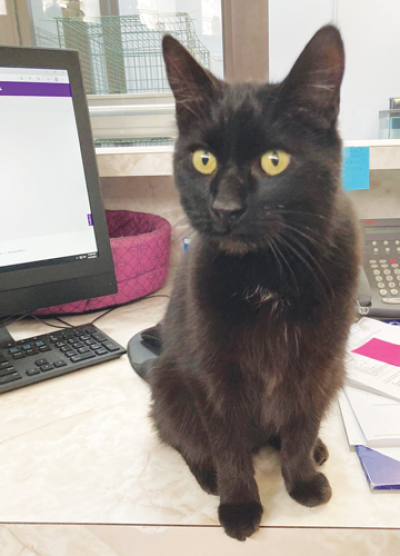  Cleo, a 19-year-old cat, was a longtime resident of the Bloomfield Township Animal Shelter. She was known to greet visitors of the shelter at the front desk. Cleo was released from the Bloomfield Township Animal Shelter into the wild last November. 