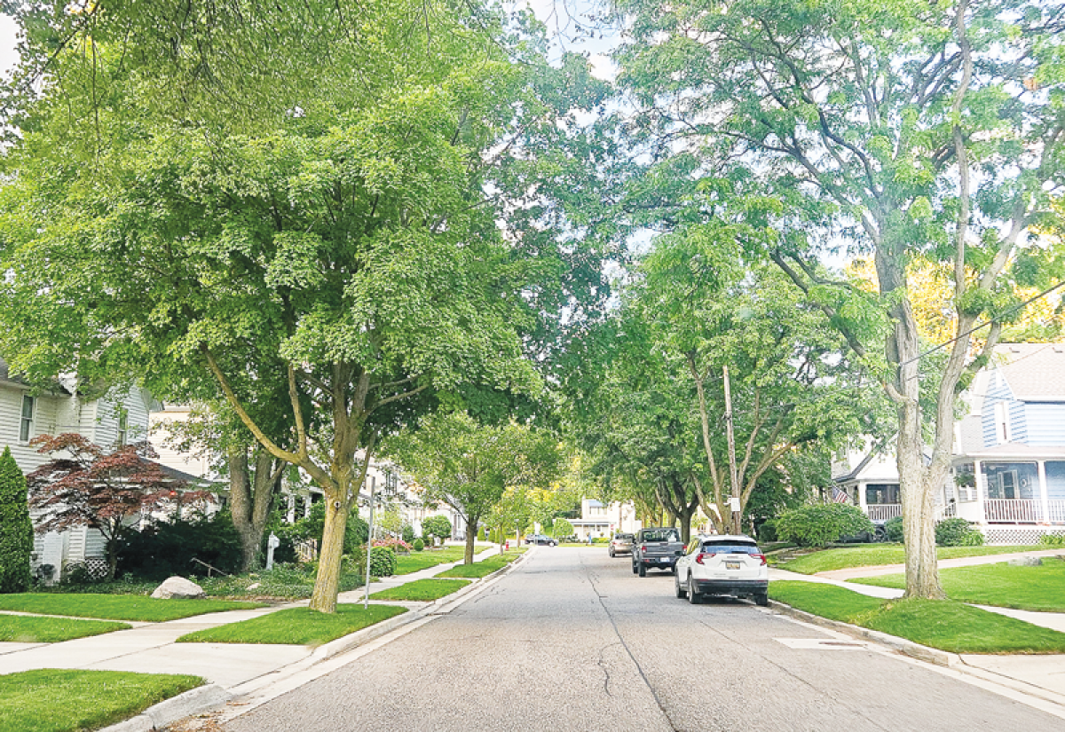  Feral cats have been known to roam Griggs Street, according to Rochester City Councilwoman Sara King. 