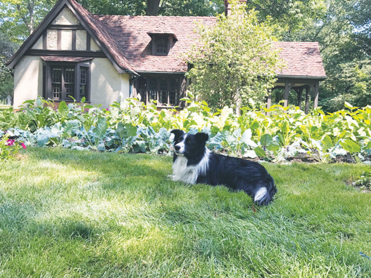  Attendees of the Dog Days of Summer dog walks at Ford House will have a chance to meet Moss, a border collie who works to discourage Canada geese from gathering on the estate grounds. 