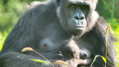  Bandia the gorilla flourishing as a first-time mother at Detroit Zoo 