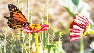  A butterfly sits on a flower. 