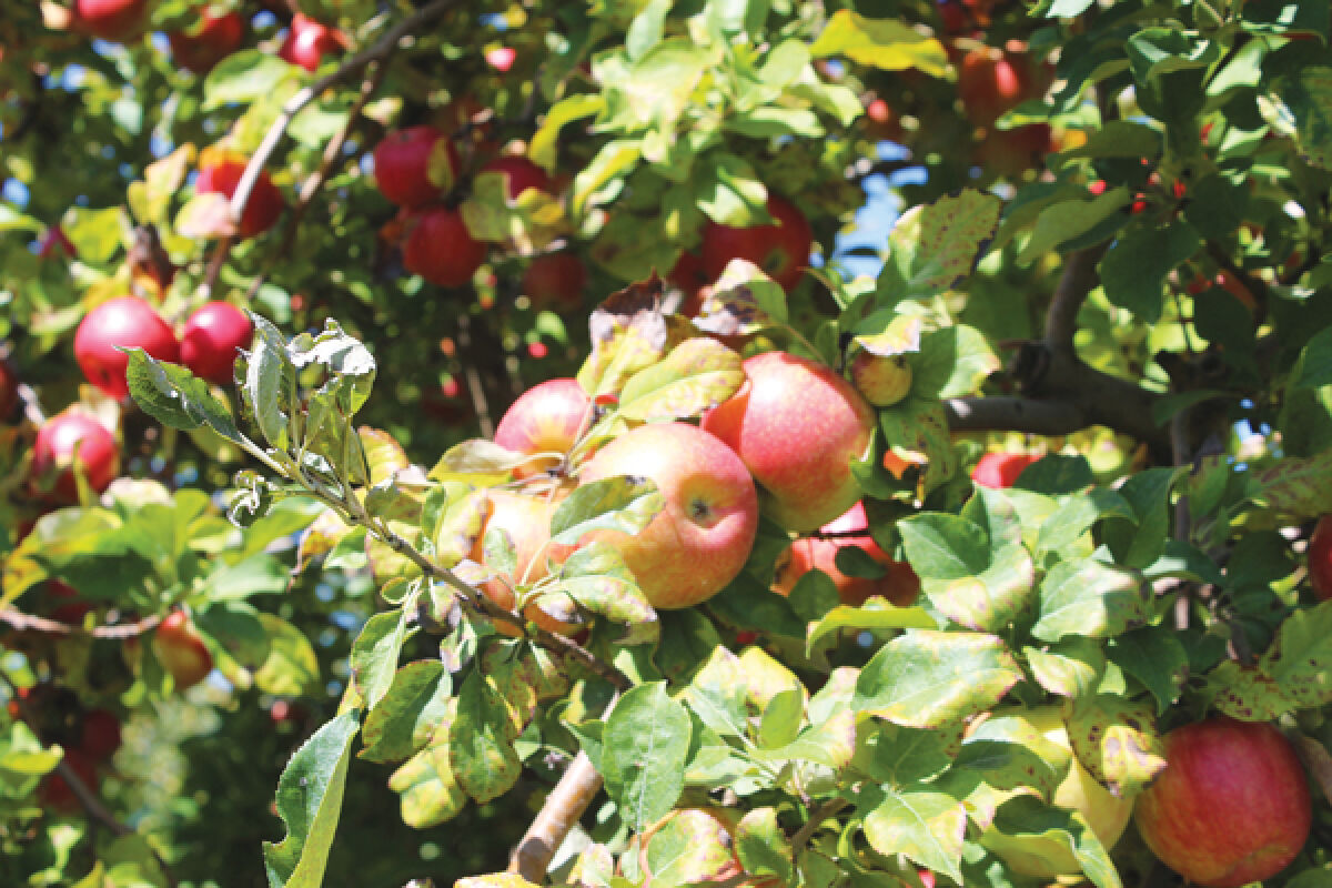  The apples for the Senior Activity Center’s Apple Pie Week come from Brookwood Fruit Farm in Almont, Michigan. 