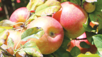  Apple Pie Week creates yummy treats, fun memories 