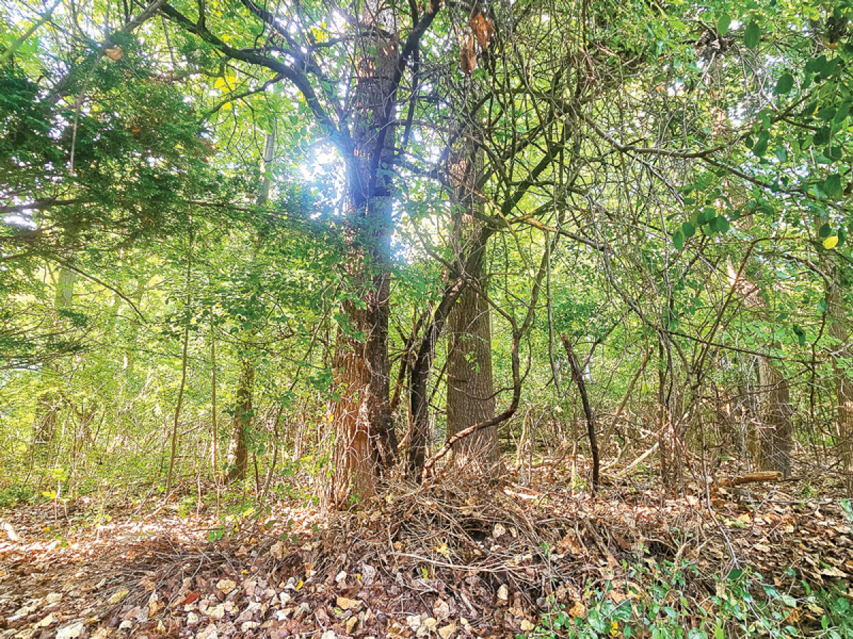  The Turtle Woods Preserve, located on the north side of Square Lake Road, between John R and Dequindre, features a wide variety of plant and animal life. 