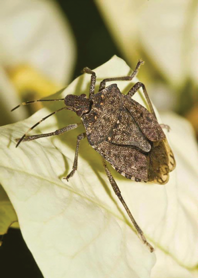  Brown marmorated stink bugs arrived in the United States from Asia in 1996,  spreading from Pennsylvania into Michigan in 2010. 