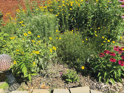  One of two winners selected by the Environmental Advisory Committee for use of native plants in the garden, Tawnya Howell’s garden showcases smooth blue aster, tall goldenrods, showy goldenrods, purple coneflowers, showy coneflowers, beardtongue, ironweed, liatris spicata and early sunflowers.  