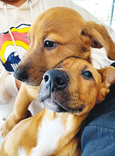  A pair of puppies at AWS await their forever homes. Adoptions have slowed significantly since Facebook closed the rescue’s account.  