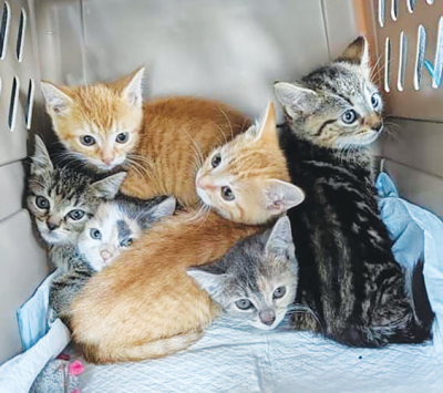  Tigerlily Cat Rescue is partnering with the city to trap, neuter, vaccinate and release or adopt the community cats in the city. These kittens were collected near Griggs Street and, along with many more, are available for adoption. 