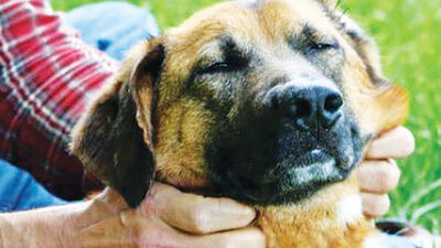  For the Love of Louie helps families find beloved pets 