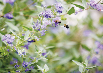  Bees are attracted to plants, such as caryopteris, commonly known as Bluebeard, in Busch’s garden. 