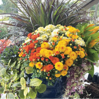  Hardy mums can look good at Halloween and last through Thanksgiving. 