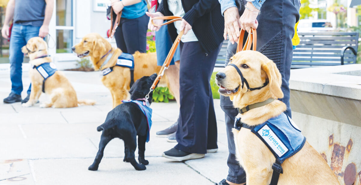  Future Leader Dogs stand together with their raisers in public. Raising puppies that will become seeing eye dogs is one way people can volunteer at Leader Dogs for the Blind. 