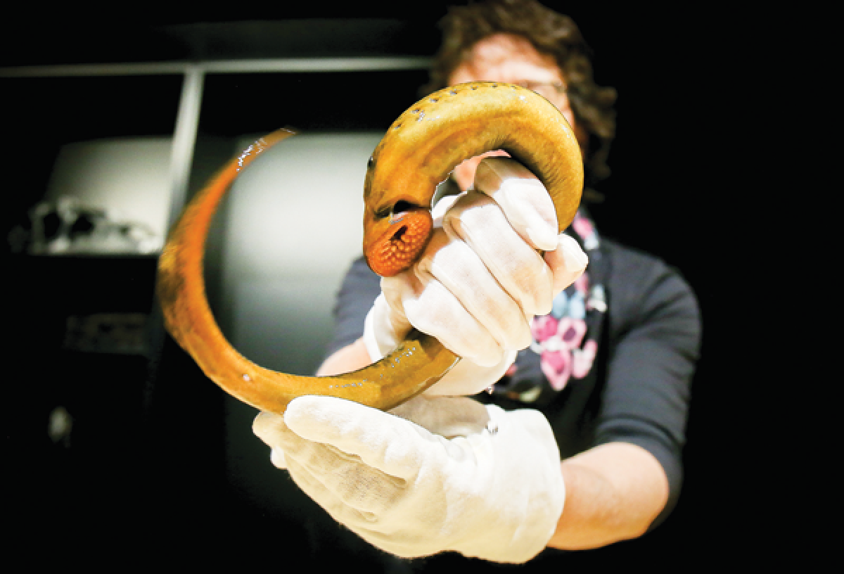  Thanks to the Great Lakes Fishery Commission, Cranbrook Institute of Science now has sea lampreys. 