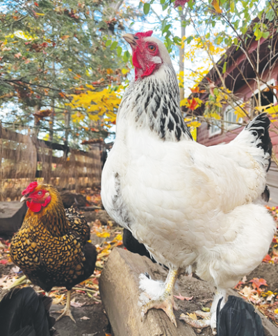  For the last three years, Beverly Hills residents Damon and Racheal Hrydziuszko have had pet chickens. 