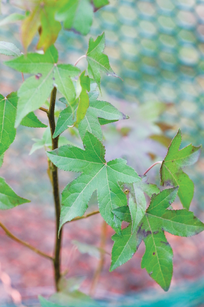  The seeds of the sweetgum tree orbited the moon aboard the Orion spacecraft as part of the Artemis I mission. It orbited the moon twice and journeyed 268,563 miles from the earth, which was 43,051 miles beyond the moon.  