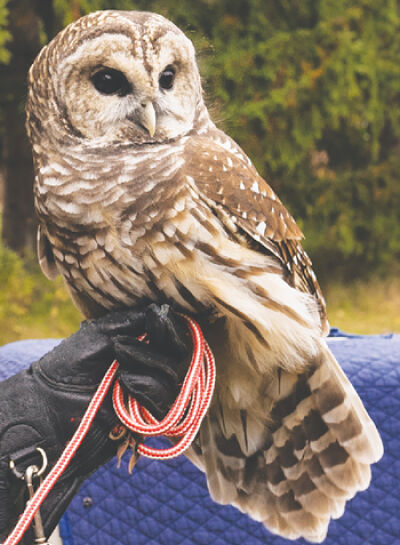  The barred owl “Samantha” (aka “SAM”) at the Stage Nature Center. 