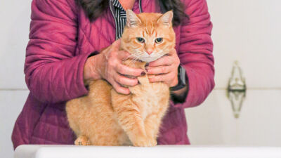  Jo Addington poses with Sandy the cat who sits atop one of the cat carriers she made. 