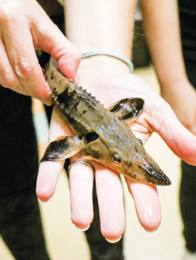  While the fish is small now, a fully grown lake sturgeon can exceed 6 feet in length and weigh more than 200 pounds, and some have been known to  live up to 150 years. The fish, once common in  the Great Lakes, is all but extinct due to  overfishing and habitat degradation.  