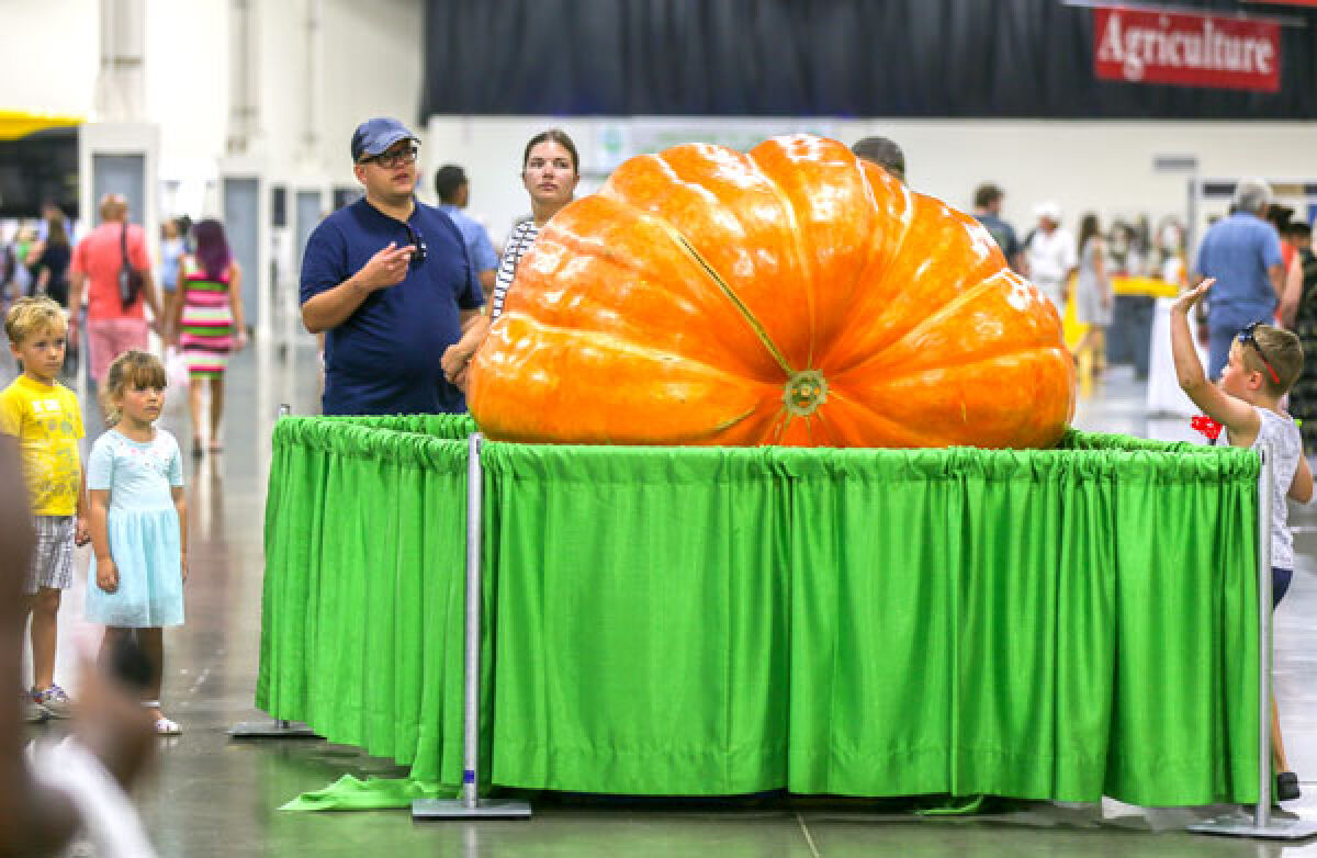  Dave and Carol Stelts, of Enon Valley, Pennsylvania, grew the fair’s giant pumpkin contest winner. The pumpkin weighed 1,638 pounds. 