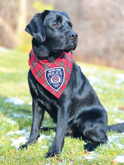  The Royal Oak Police Department added its first comfort dog to the team, Raider, a 19-month-old black Labrador Retriever. 