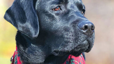  Raider is newest, and furriest, addition to ROPD team 