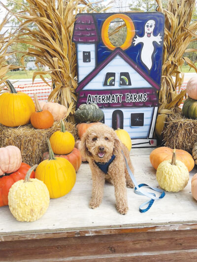  Isabella and Rosemarie Licavoli’s winning photo in the Macomb Township Fall 2024 Photo Contest features their dog, Gus, at Altermatt Farms. 