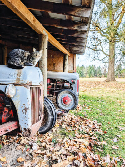  Julie Martel’s photo of her cat lounging on an old Ford tractor at her farmhouse took third place. 