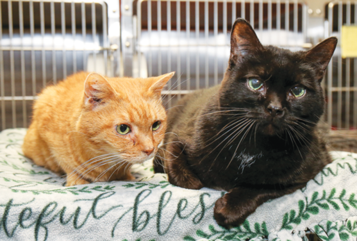  Choo Choo and Inkie await new homes at the Madison Heights Animal Shelter. They are attached to each other and will only go to someone willing to adopt them together. 