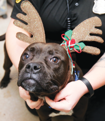  Mr. Moo is a new arrival at the Madison Heights shelter. He is a boxer mix, less than a year old,  and was found abandoned. He is good with both children and cats. 