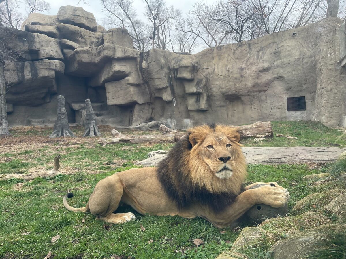  Kalu, a 9-year-old African lion, arrived at the Detroit Zoo Nov. 1 and will soon be living alongside Asha and Amirah, two 9-year-old sister lions currently at the zoo.  