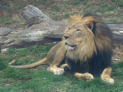  Kalu, the new 9-year-old lion at the Detroit Zoo, was transported from Oklahoma to the Detroit Zoo for the purpose of breeding. 