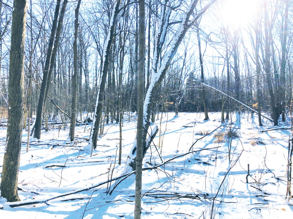  Part of the Turtle Woods property in Troy. 