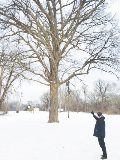  Mark Graf, of Sterling Heights, visits a rare chinquapin oak located on Van Dyke Avenue between Canal Road and Riverland Drive. The tree is hundreds of years old and currently stands in the path of a planned apartment development. 