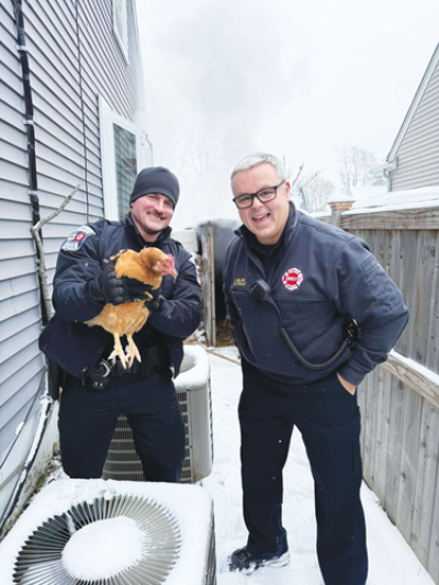  The Berkley Public Safety Department was able to rescue three chickens from a coop that had caught fire outside a home in the city. Public safety officer William Donnelly and Lt. Corey Miller help one of  the chickens after the rescue. 