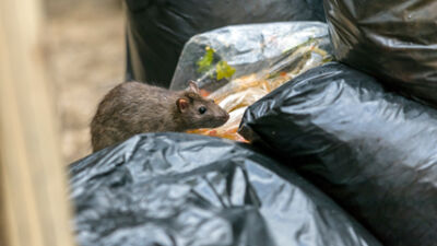  Eastpointe City Council votes to remove jail as potential penalty in rodent control ordinance 