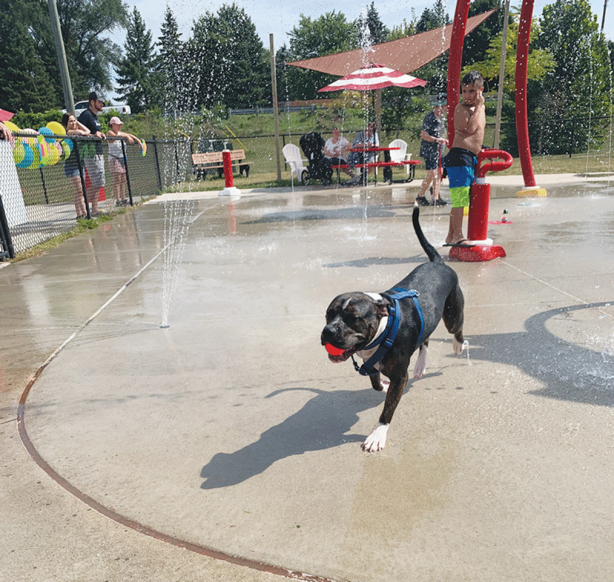  Dogs from Shelby Township and Utica enjoy the  Bow Wow Luau Sept. 10 at the splash pad at Chief  Gene Shepherd Park in Shelby Township. 