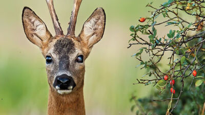  Coalition to address rising deer population in the region 
